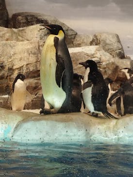 名古屋港水族館に投稿された画像（2023/3/13）