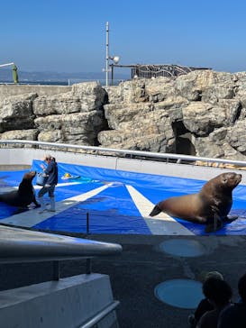 大分マリーンパレス水族館 「うみたまご」に投稿された画像（2023/3/13）