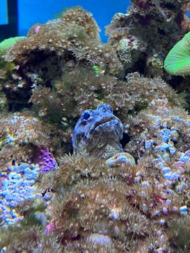 大分マリーンパレス水族館 「うみたまご」に投稿された画像（2023/3/13）