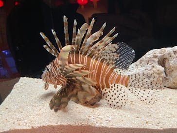 横浜開運水族館 フォーチュンアクアリウムに投稿された画像（2023/3/13）