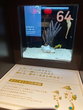 横浜開運水族館 フォーチュンアクアリウムに投稿された画像（2023/3/13）