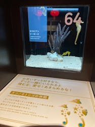 横浜開運水族館 フォーチュンアクアリウムに投稿された画像（2023/3/13）
