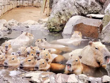 伊豆シャボテン動物公園に投稿された画像（2023/3/13）