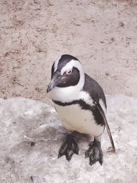 伊豆シャボテン動物公園に投稿された画像（2023/3/13）