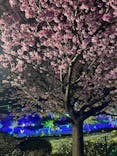 伊豆ぐらんぱる公園に投稿された画像（2023/3/13）