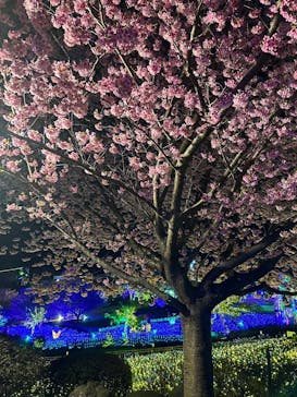 伊豆ぐらんぱる公園に投稿された画像（2023/3/13）