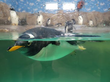 那須どうぶつ王国に投稿された画像（2023/3/13）