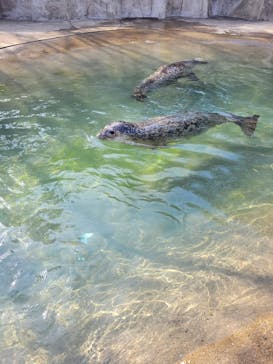 那須どうぶつ王国に投稿された画像（2023/3/13）