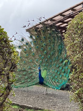 伊豆シャボテン動物公園に投稿された画像（2023/3/13）