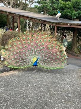 伊豆シャボテン動物公園に投稿された画像（2023/3/13）