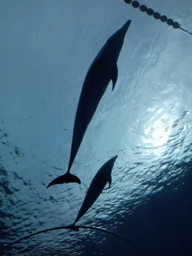 横浜・八景島シーパラダイスに投稿された画像（2023/3/13）