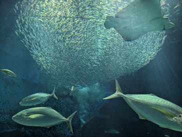 マリンワールド海の中道に投稿された画像（2023/3/13）