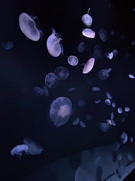 サンシャイン水族館に投稿された画像（2023/3/13）