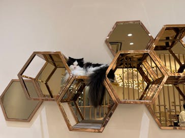 猫カフェモカ　イオンモール幕張新都心店に投稿された画像（2023/3/14）