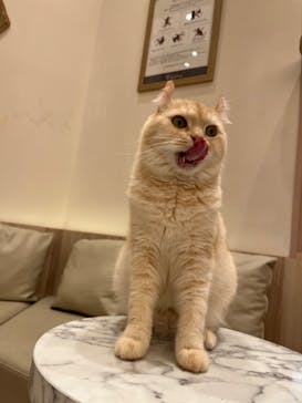 猫カフェモカ　イオンモール幕張新都心店に投稿された画像（2023/3/14）