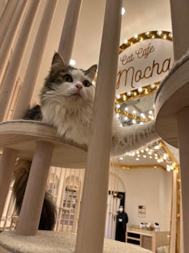 猫カフェモカ　イオンモール幕張新都心店に投稿された画像（2023/3/14）