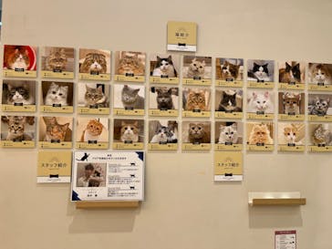 猫カフェモカ　イオンモール幕張新都心店に投稿された画像（2023/3/14）