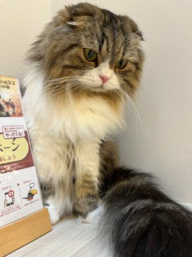 猫カフェモカ　イオンモール幕張新都心店に投稿された画像（2023/3/14）