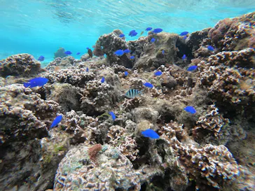 武藤潜水に投稿された画像（2023/3/14）