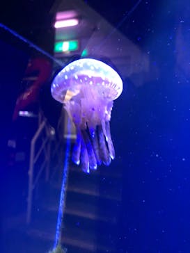 下田海中水族館に投稿された画像（2023/3/14）