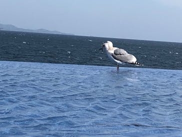大分マリーンパレス水族館 「うみたまご」に投稿された画像（2023/3/14）