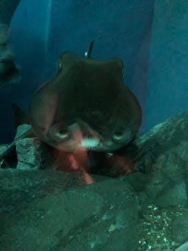 大分マリーンパレス水族館 「うみたまご」に投稿された画像（2023/3/14）