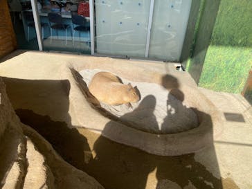 新江ノ島水族館に投稿された画像（2023/3/14）