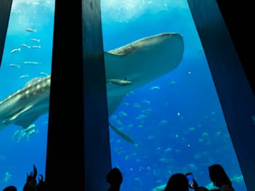 沖縄美ら海水族館に投稿された画像（2023/3/14）