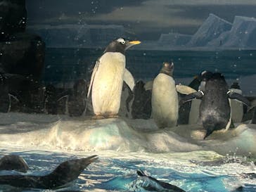 名古屋港水族館に投稿された画像（2023/3/14）