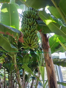 熱川バナナワニ園に投稿された画像（2023/3/14）