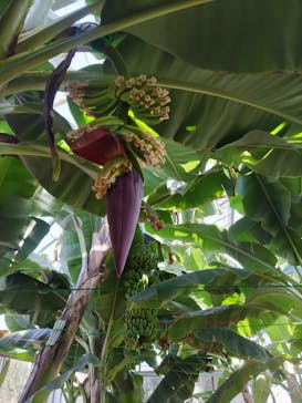 熱川バナナワニ園に投稿された画像（2023/3/14）