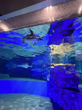 すみだ水族館に投稿された画像（2023/3/14）