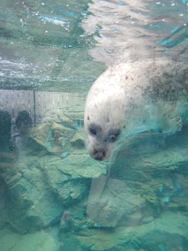 京都水族館に投稿された画像（2023/3/14）