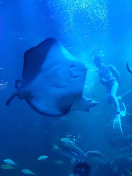 京都水族館に投稿された画像（2023/3/14）