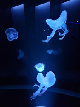 京都水族館に投稿された画像（2023/3/14）