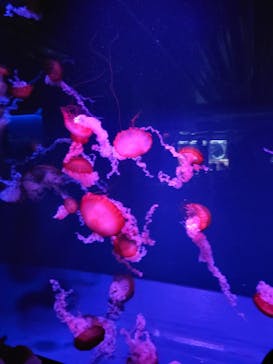 京都水族館に投稿された画像（2023/3/14）