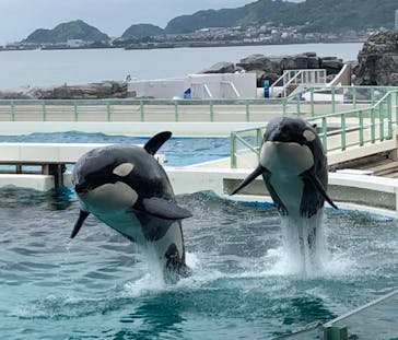 鴨川シーワールドに投稿された画像（2023/3/14）