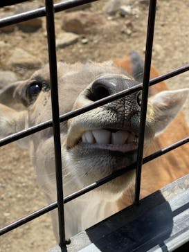 那須サファリパークに投稿された画像（2023/3/14）