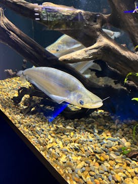 カワスイ 川崎⽔族館に投稿された画像（2023/3/15）