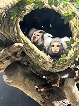 カワスイ 川崎⽔族館に投稿された画像（2023/3/15）