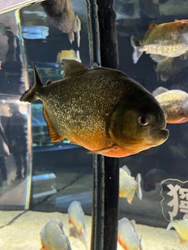 カワスイ 川崎⽔族館に投稿された画像（2023/3/15）