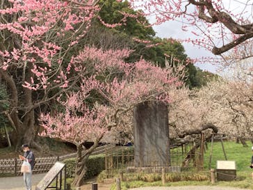 偕楽園本園に投稿された画像（2023/3/15）
