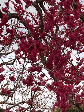 偕楽園本園に投稿された画像（2023/3/15）