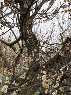 偕楽園本園に投稿された画像（2023/3/15）