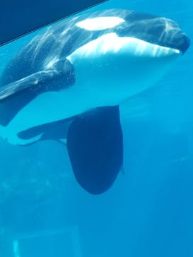 名古屋港水族館に投稿された画像（2023/3/15）