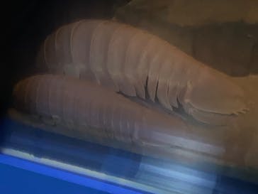 名古屋港水族館に投稿された画像（2023/3/15）