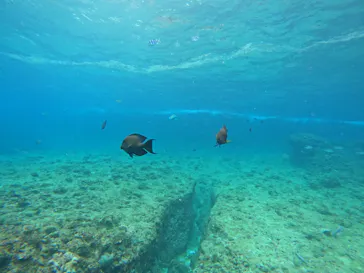 武藤潜水に投稿された画像（2023/3/15）