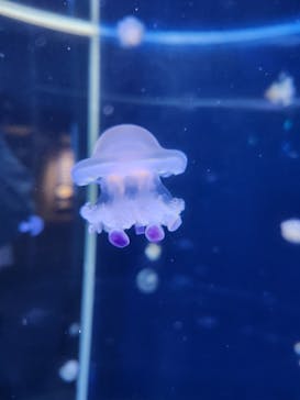 新江ノ島水族館に投稿された画像（2023/3/15）