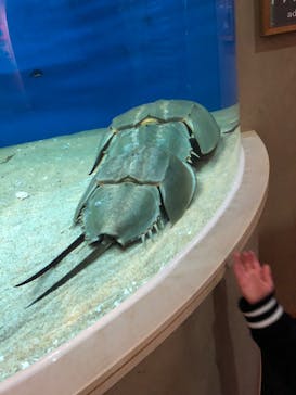 九十九島水族館海きららに投稿された画像（2023/3/15）