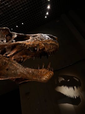 特別展「恐竜博2023」に投稿された画像（2023/3/15）